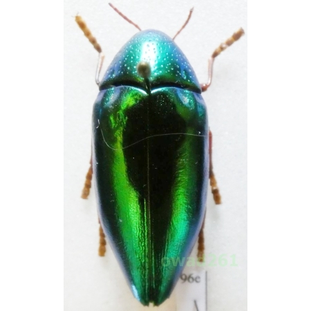 Sternocera aequisignata Saunders, 1866 40mm Thailand96e